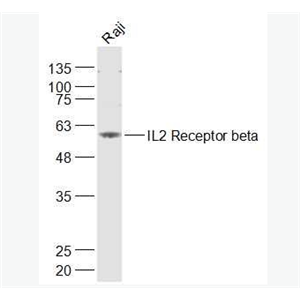Anti-IL2 Receptor betaantibody-白介素2受体β链（CD122）抗体