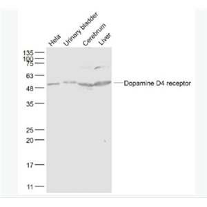 Anti-Dopamine D4 receptor antibody-多巴胺受体D4抗体