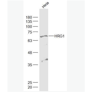 Anti-HRG1 antibody-神经调节蛋白1抗体,HRG1