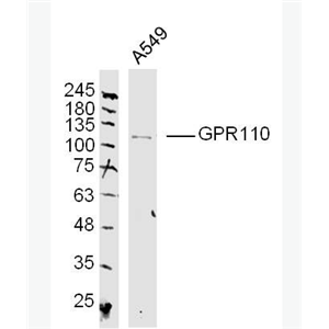 Anti-GPR110 antibody-G蛋白偶联受体110抗体