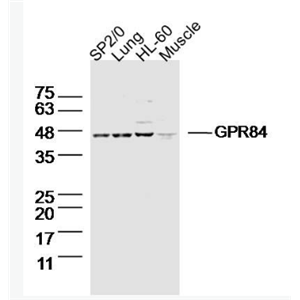 Anti-GPR84 antibody-G蛋白偶聯(lián)受體84抗體