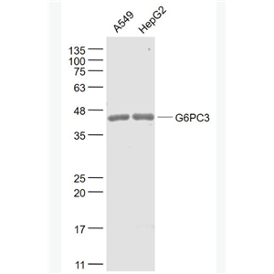 Anti-G6PC3 antibody-葡萄糖-6-磷酸酶3/G6Pase-β抗体