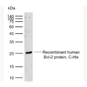 Anti-Bcl-2 alpha antibody-Bcl2 alpha蛋白抗体