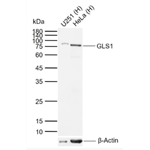 Anti-GLS1 antibody-谷氨酰胺酶1/Glutaminase抗体