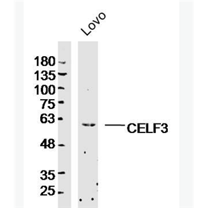 Anti-CELF3 antibody-CELF3蛋白抗体