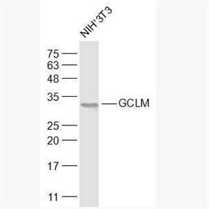 Anti-GCLM  antibody-γ 谷氨酰半胱氨酸连接酶调节亚基抗体