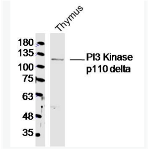 Anti-PI3 Kinase p110 delta antibody-磷脂酰肌醇激酶催化亚单位D抗体