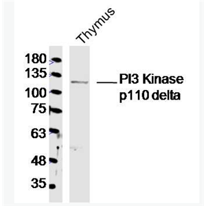 Anti-PI3 Kinase p110 delta antibody-磷脂酰肌醇激酶催化亚单位D抗体,PI3 Kinase p110 delta