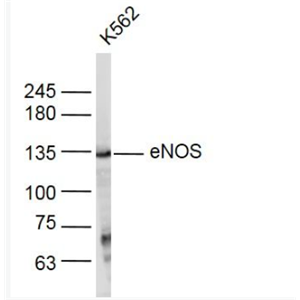 Anti-eNOS  antibody-一氧化氮合成酶-3（内皮型）抗体