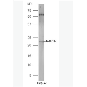 Anti-RAP1A antibody-Rap1A抗体