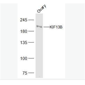 Anti-KIF13B  antibody-驱动蛋白家族蛋白13B抗体