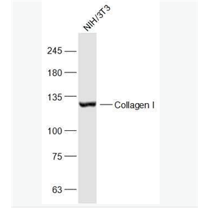 Anti-Collagen I antibody-I型胶原蛋白抗体,Collagen I