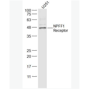 Anti-NPFF1 Receptor  antibody-G蛋白偶联受体147抗体,NPFF1 Receptor