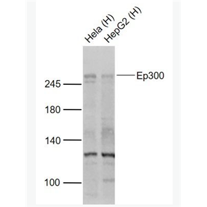 Anti-EP300  antibody-组蛋白乙酰转移酶p300抗体
