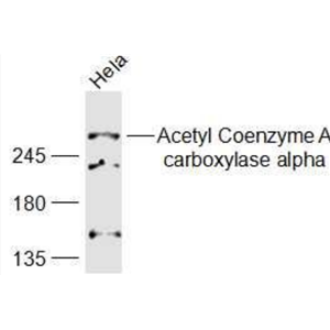 Anti-ACACA antibody-乙酰辅酶A羧化酶1/ACCα抗体,ACACA