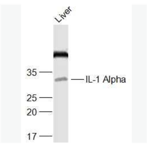 Anti-IL-1 Alpha  antibody-白介素1α/IL-1α抗体,IL-1 Alpha