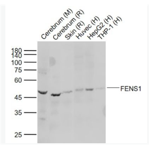 Anti-FENS1  antibody-磷酸肌醇结合蛋白1抗体