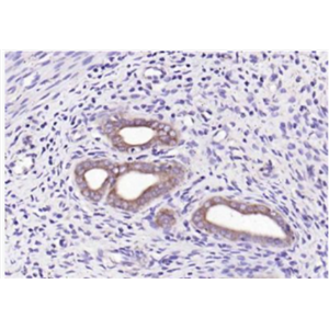 Anti-WNT7B antibody-Wnt蛋白家族7B抗体,WNT7B