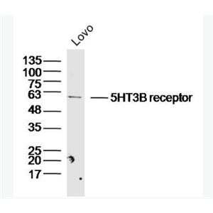 Anti-5HT3B receptor antibody-5-羟色胺受体3B抗体