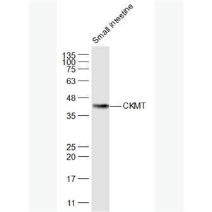 Anti-CKMT antibody-酸性线粒体肌酸激酶抗体
