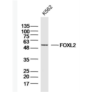 Anti-FOXL2 antibody-叉头蛋白L2抗体