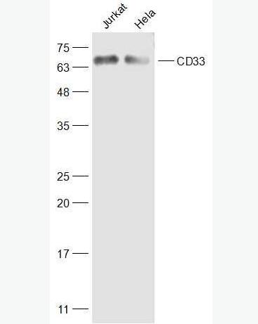 Anti-CD33 antibody-CD33抗体,CD33