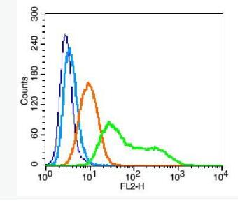 Anti-CD45RO antibody-CD45RO抗体,CD45RO