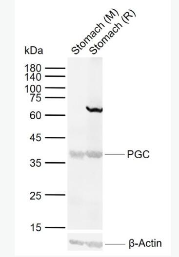 Anti-PGC antibody-胃蛋白酶原C抗體,PGC