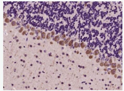 Anti-GRM1 antibody-促代謝型谷氨酸受體1抗體,GRM1