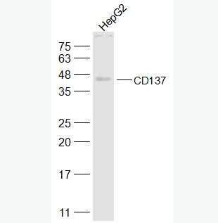 Anti-CD137 antibody-腫瘤壞死因子受體超家族成員9抗體,CD137