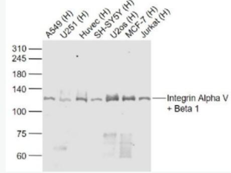 Anti-Integrin Alpha V + Beta 1 antibody-整合素αVβ1抗体,Integrin Alpha V + Beta 1