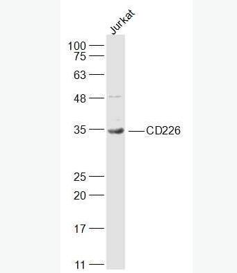 Anti-CD226 antibody-CD226抗體,CD226