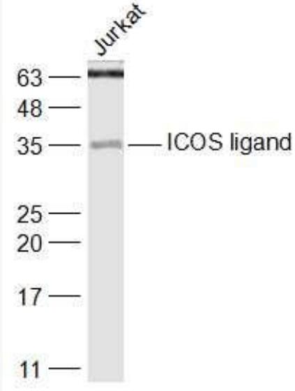 Anti-ICOS ligand antibody-诱导协同刺激分子配体CD275抗体,ICOS ligand