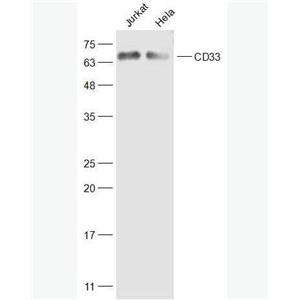 Anti-CD33 antibody-CD33抗体