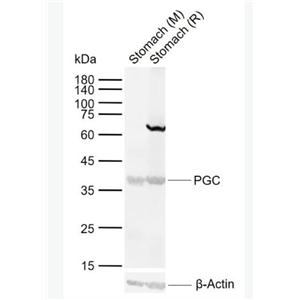 Anti-PGC antibody-胃蛋白酶原C抗体