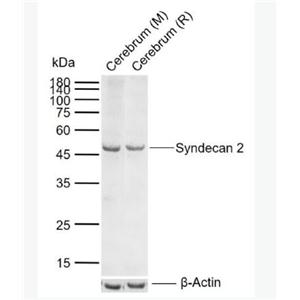 Anti-Syndecan 2 antibody-多配體蛋白聚糖2抗體抗體