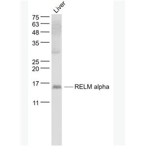 Anti-RELM alpha antibody-抵抗素样分子α抗体