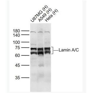 Anti-Lamin A/C  antibody-核纤层蛋白A抗体