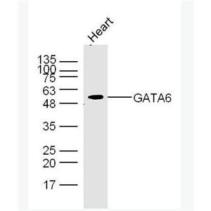 Anti-GATA6 antibody-GATA结合蛋白6抗体