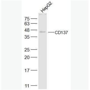 Anti-CD137 antibody-肿瘤坏死因子受体超家族成员9抗体