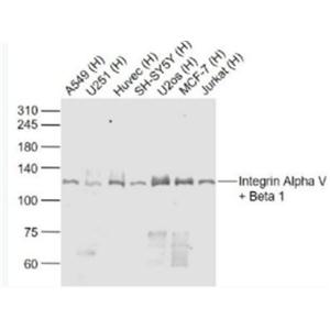 Anti-Integrin Alpha V + Beta 1 antibody-整合素αVβ1抗体
