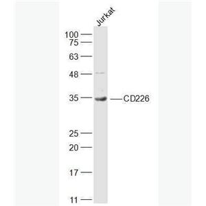 Anti-CD226 antibody-CD226抗体