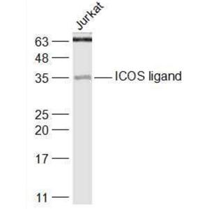 Anti-ICOS ligand antibody-诱导协同刺激分子配体CD275抗体