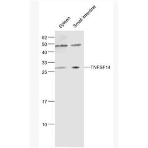 Anti-TNFSF14 antibody-肿瘤坏死因子配体超家族成员14抗体