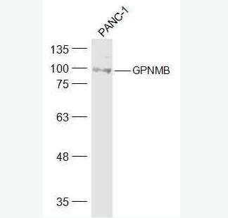 Anti-GPNMB antibody-GPNMB抗体,GPNMB