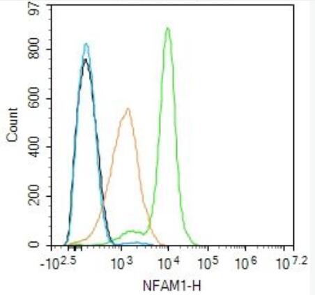 Anti-NFAM1 antibody-NFAM1抗体,NFAM1