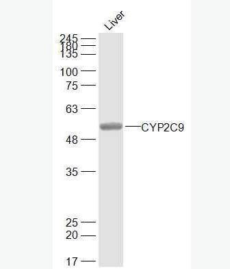 Anti-CYP2C9 antibody-細(xì)胞色素P450 2C9抗體,CYP2C9