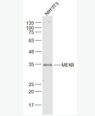 Anti-MEK6 antibody-丝裂原活化蛋白激酶MKK6抗体,MEK6