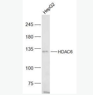 Anti-SLC44A1 antibody-溶质转运蛋白家族44成员1抗体,SLC44A1