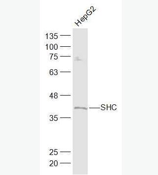 Anti-SHC1 antibody-SH2结构域转化蛋白1抗体,SHC1